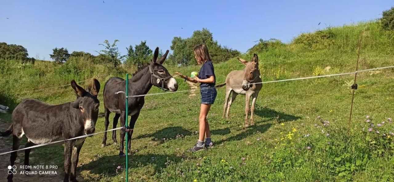 Can Pedragos Sales de Llierca Zewnętrze zdjęcie